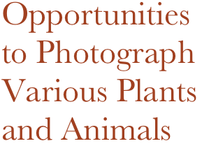 Opportunities to Photograph
Various Plants and Animals
